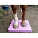 balance-pad-pferd-stärkung-muskulatur